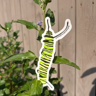The Monarch Caterpillar - Toejam