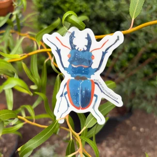 The Blue Stag Beetle - Calypso